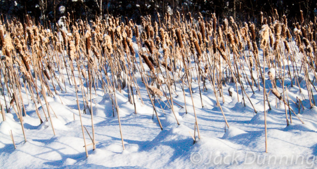 Cattails in winter, with snowy ground, Echo Bay, Ontario