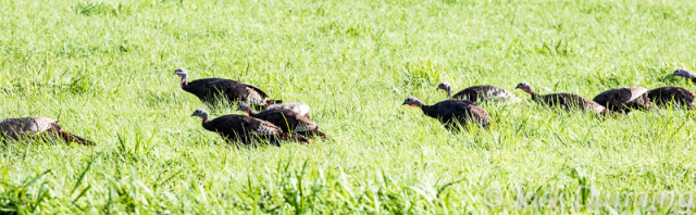 Turkeys in a field, Echo Bay, Ontario