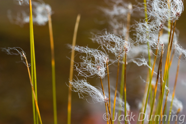 Bad Hair Day, Tendrils Blowing