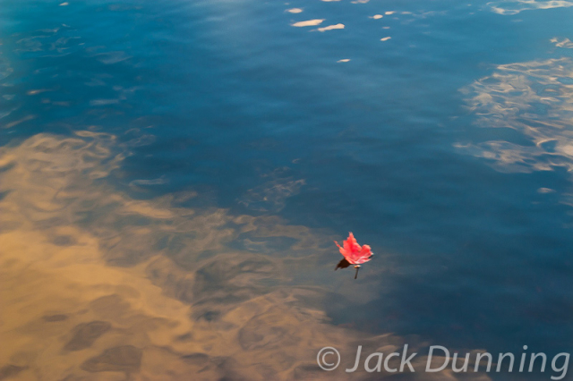 Red Leaf floating on water