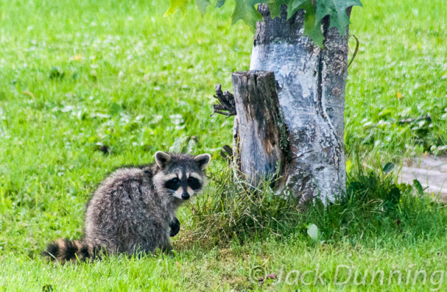 Raccoon pausing next to a stump, Echo Bay, Ontario