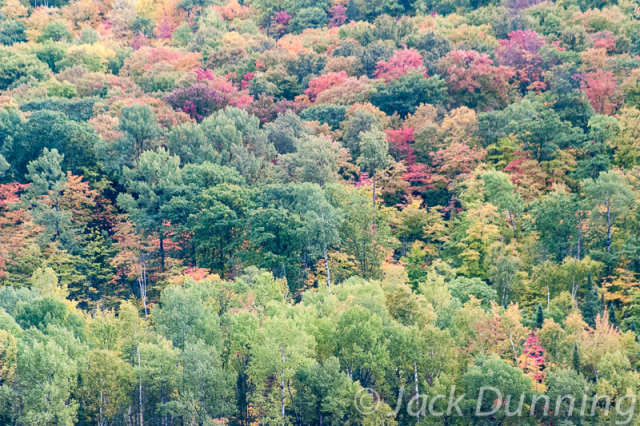 Bank of trees just beginning to turn to fall colours, Echo Bay, Ontario