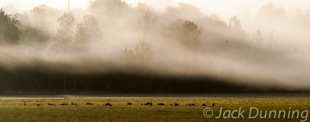 Geese on a fall field with after-rain mist covering the trees, Echo Bay, Ontario