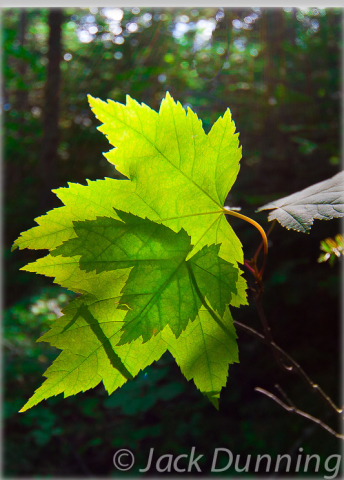 Canada Day, Maple Leaf Shadow on Maple Leaf