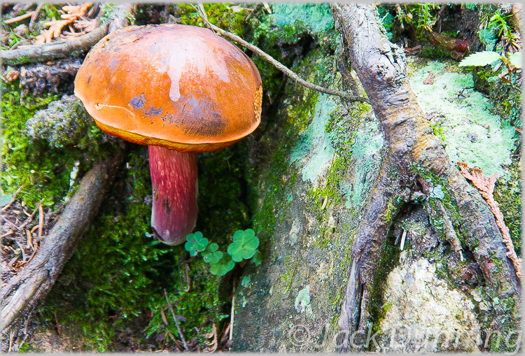 Mushroom in Lake Superior Provincial Park Postcard