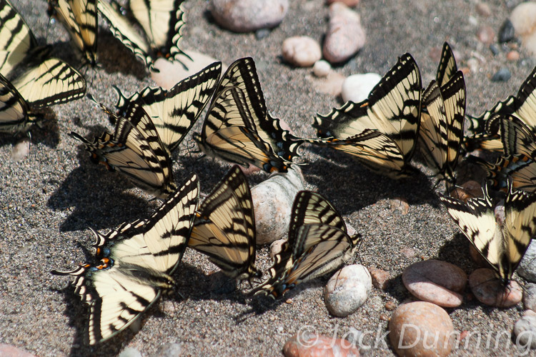 Butterflies Mudding in Lake Superior Provincial Park